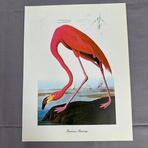 1950 Vintage Print Pink Flamingo American Bird Art Illustration Audubon 9x12